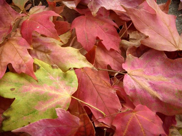 A Feast For The Senses: Incorporating Autumn Inspiration In Outdoor Design