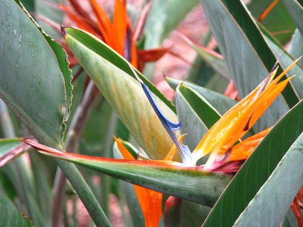 Lush, Romantic Beauty: Create A Tropical Garden In Any Space or Climate Using Containers